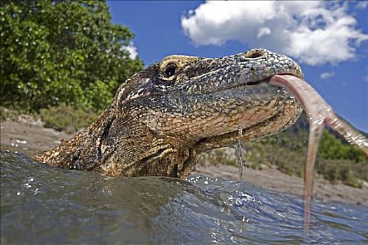 印度尼西亚,科摩多巨蜥,国家公园,浅水,分开,伸出舌头