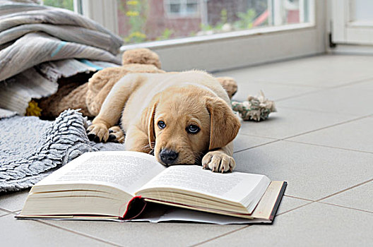 金发,拉布拉多犬,书本,小狗