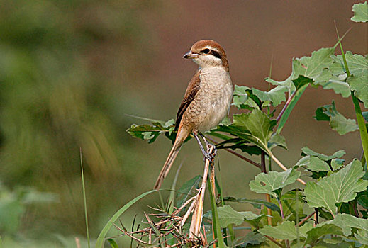 褐色,伯劳鸟,不成熟,第一,冬天,羽毛,栖息,茎,尼泊尔,亚洲