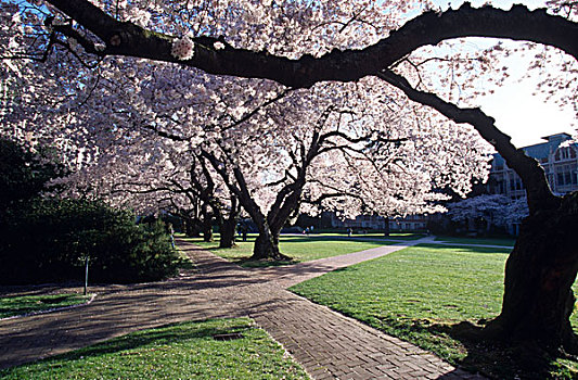 樱花,华盛顿大学,西雅图