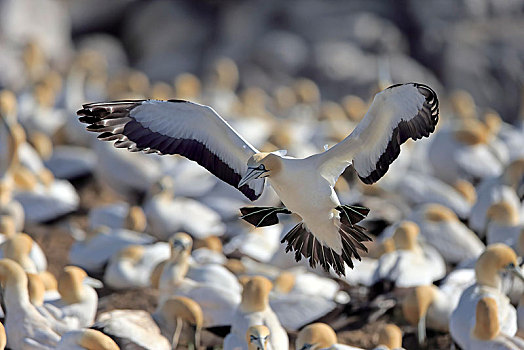南非鲣鸟,成年,飞跃,鸟,生物群,兰伯特湾,西海角,南非,非洲