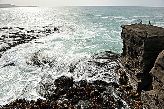 悬崖,海洋,新西兰