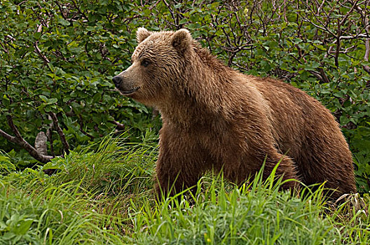 棕熊,堪察加半岛,俄罗斯