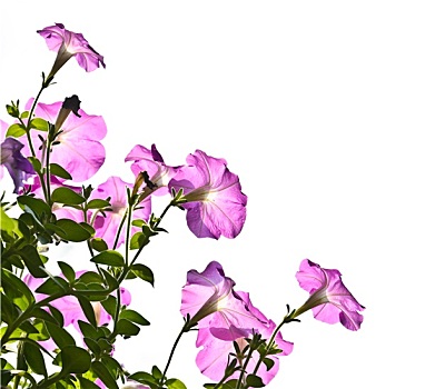 粉色,矮牵牛花属植物,花,盛开