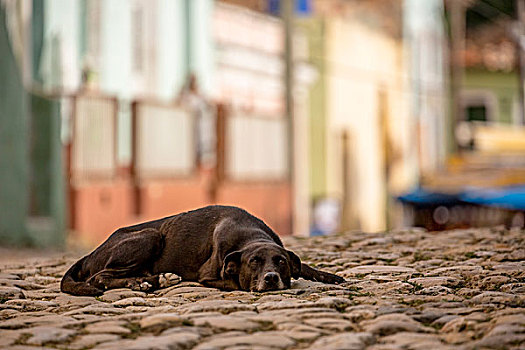 褐色,狗,休息,街道,老城,特立尼达,圣斯皮里图斯,省,古巴,北美