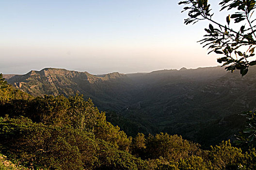 树,山,加拉霍艾国家公园,加纳利群岛,西班牙