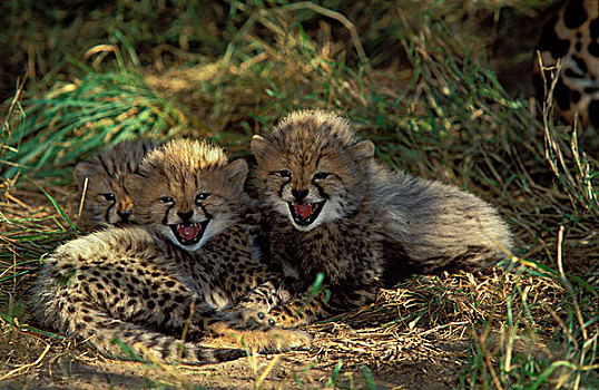 印度豹,幼兽,猎豹,禁猎区,南非