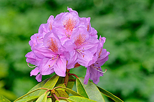 花,紫色,杜鹃花属植物,花序,北莱茵威斯特伐利亚,德国,欧洲