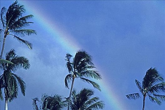 夏威夷,彩虹,拱形,上方,棕榈树,蓝天