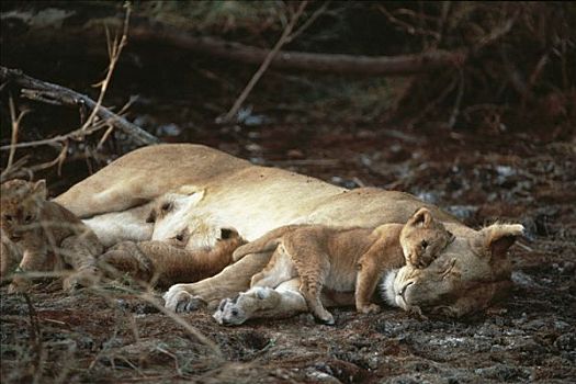 非洲狮,狮子,幼兽,依偎,睡觉,母兽,塞伦盖蒂国家公园,坦桑尼亚