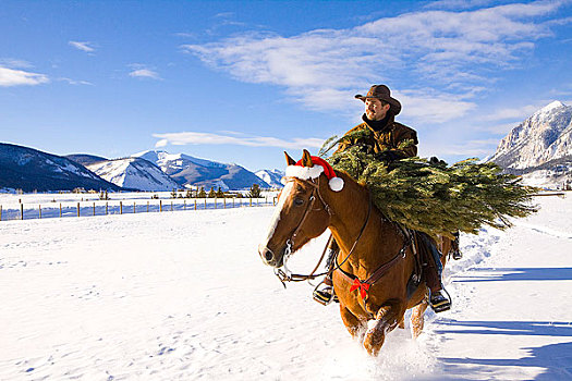 伴侣,拖拉,圣诞树,骑马,牧场,科罗拉多,落基山脉,冬天