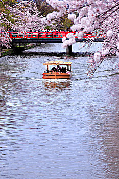 樱桃树,京都