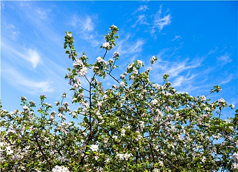 盛开,枝条,苹果树,蓝天