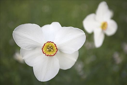 水仙花