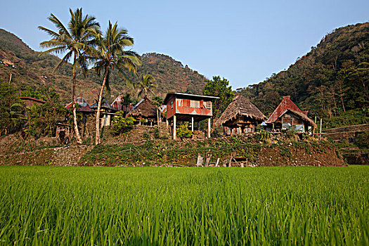 乡村,稻米梯田,吕宋岛,菲律宾