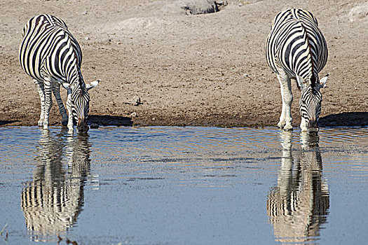 斑马,马,喝,埃托沙国家公园,纳米比亚,非洲