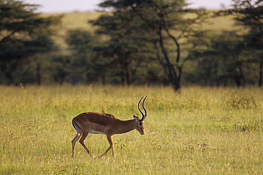 肯尼亚,马赛马拉,雄性,黑斑羚