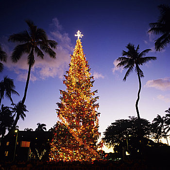夏威夷,瓦胡岛,市区,檀香山,圣诞树,光亮,黄昏,棕榈树