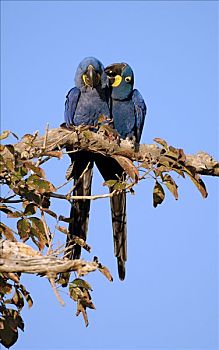 蓝色,鹦鹉,金刚鹦鹉,紫蓝金刚鹦鹉,潘塔纳尔,巴西