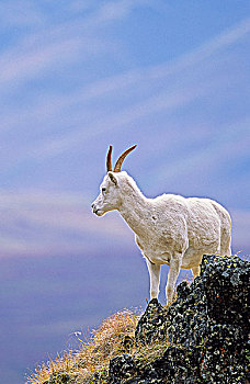 野大白羊,母羊,育空地区,加拿大