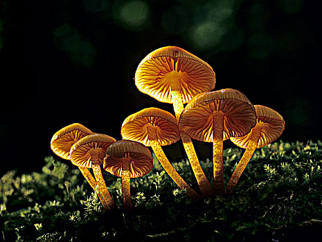 蘑菇,安大略省,加拿大