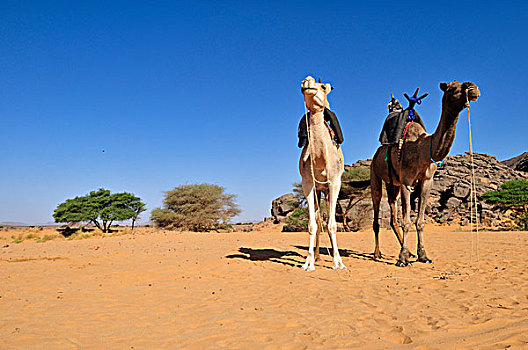两个,骑,骆驼,旱谷,阿拉伯,山谷,阿德拉尔,阿尔及利亚,撒哈拉沙漠,北非