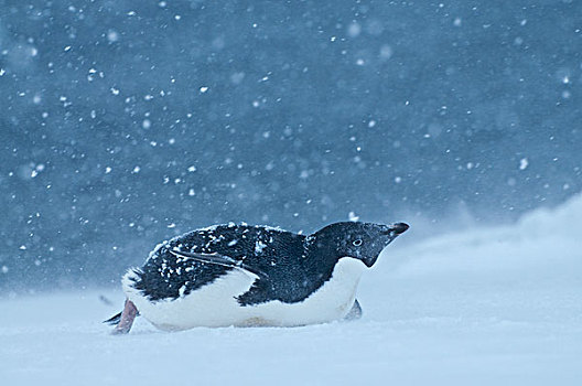 阿德利企鹅,暴风雪,南极
