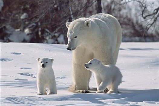 北极熊,母兽,三个,老,幼兽,瓦普斯克国家公园,曼尼托巴,加拿大