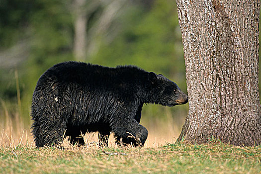 黑熊,美洲黑熊,大烟山国家公园,田纳西