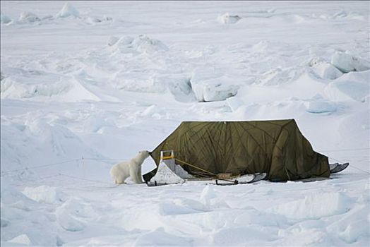 北极熊,调查,雪撬,研究人员,浮冰,上方,楚科奇海,北极,阿拉斯加