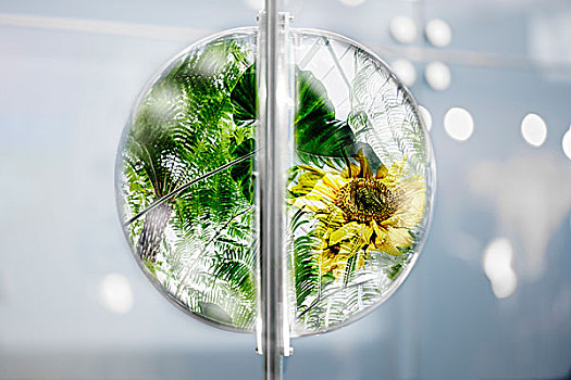 凸起,植物,玻璃球