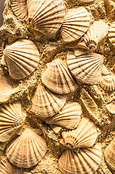 中国海洋博物馆的海洋生物化石,文蛤