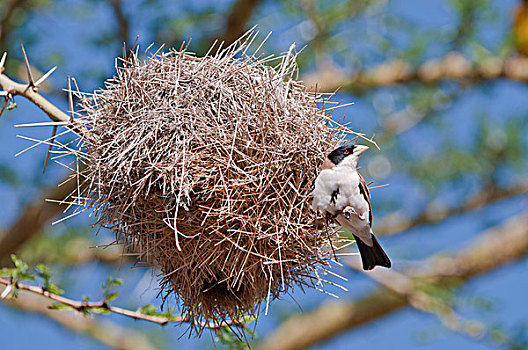 巢,研究中心,肯尼亚