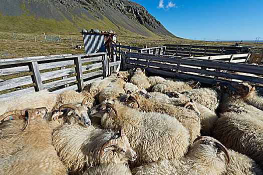 绵羊,畜栏,迁徙,靠近,冰岛,欧洲