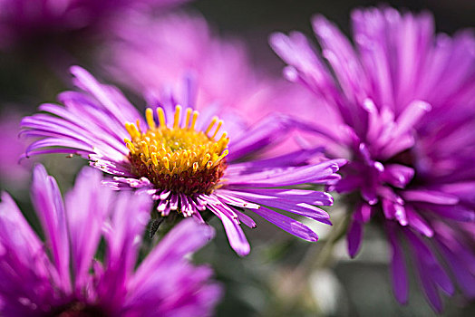 盛开,紫苑属,新英格兰,特写