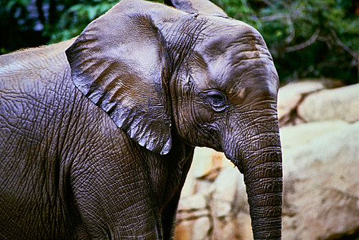 大象,非洲大象