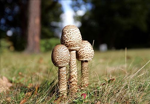 伞状蘑菇,高环柄菇,草地,德国
