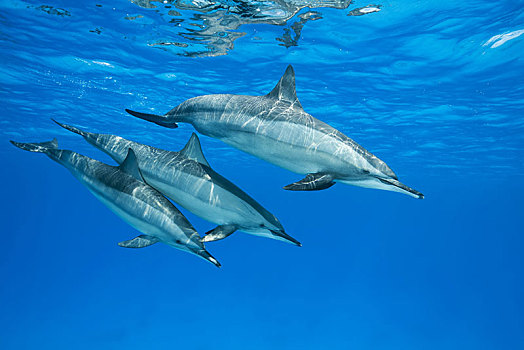 海豚,长吻原海豚,女性,两个,游动,深海,反射,表面,红海,礁石,埃及,非洲