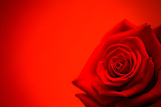 红玫瑰,开花,红色背景