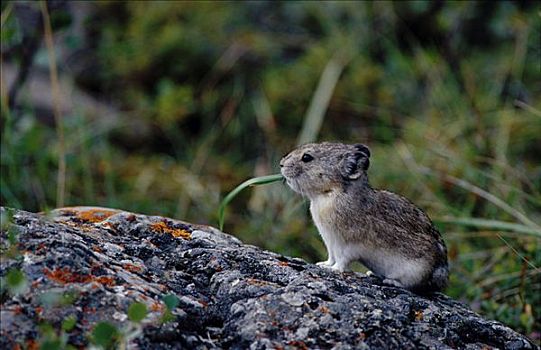 鼠兔,松鼠,坐,石头,草,嘴,德纳里国家公园