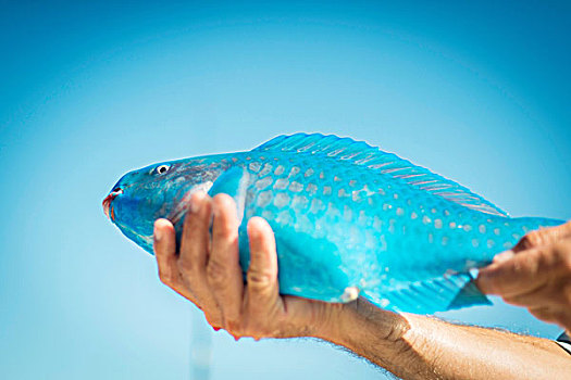 男性,握着,青绿色,鹦嘴鱼,佛罗里达,美国
