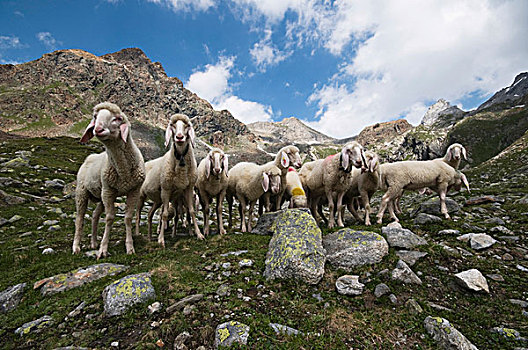 绵羊,高,山峦,正面,山,国家,公园,山谷,提洛尔,奥地利,欧洲