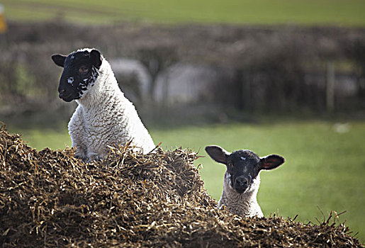 两只,羊,仰视,上方,上面,山,诺森伯兰郡,英格兰