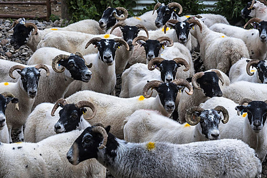 家羊,绵羊,牧群,苏格兰,高地,英国,欧洲
