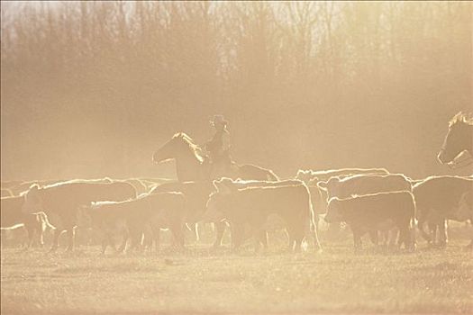 牛,农场,薄雾,艾伯塔省,加拿大