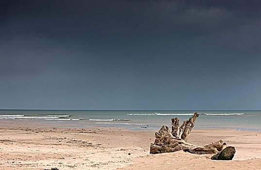 诺森伯兰郡,英格兰,浮木,沙子,海岸