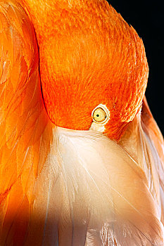 南美,智利,智利红鹤,头像,展示,橙色,羽毛