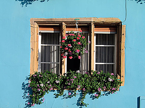 窗户,蓝色,房子,天竺葵,花,地区,科尔玛,阿尔萨斯,法国