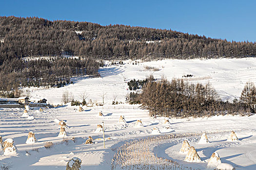 雪地,树林,村庄,雪村