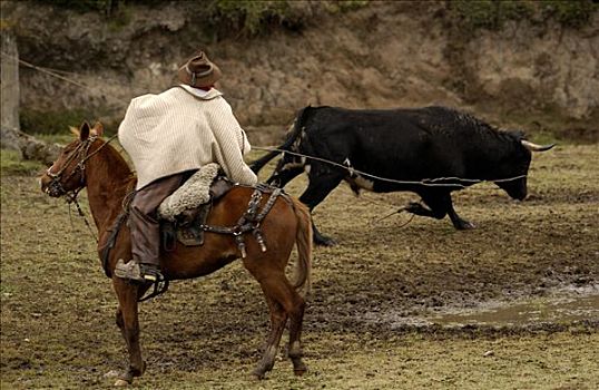 牛仔,套绳,公牛,庄园,圈拢,安迪斯山脉,厄瓜多尔